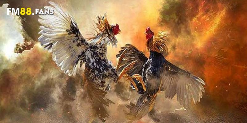Hướng dẫn chi tiết cách tham gia và đặt cược đá gà FM88
