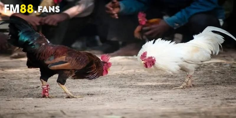 Đá gà cựa tròn - Hướng dẫn cách chơi siêu chuẩn từ cao thủ 2 Khái quát hình thức đá gà cựa tròn đang hot