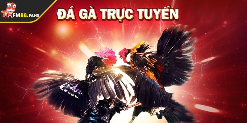 Thủ Thuật Đá Gà FM88 - Yếu Tố Dẫn Lối Thành Công 2025 2 Giới thiệu cho anh em về hình thức đá gà trực tuyến